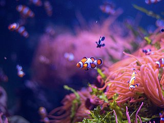 Rolletti Spaghetti Kinderzirkus